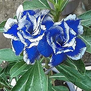 See full amazon price history chart for PlantaZee Rose Live Plant Adenium Obesum Double TripleFormaza Adenium 1 Healthy Live Plant Seedling PlantaZee Rose Live Plant Adenium Obesum Double TripleFormaza Adenium 1 Healthy Live Plant Seedling (B08QYXVDBD) Amazon Price History, Amazon Price Tracker