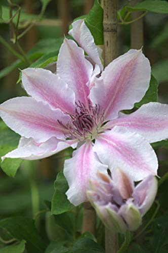 Clématite Nelly Moser