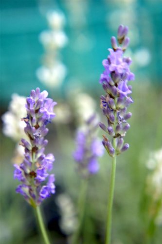 花ひろばオンライン の通販 価格比較 Heim ハイム