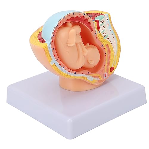 Image of Teaching Model,Pregnant Woman Anatomical Pelvis Model Removable Pregnancy 9 Months Baby Fetus Model Pregnant Pelvis Section Model for Teaching Aid for Science Classroom Study Display Teaching Model