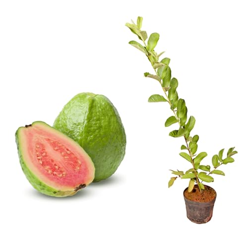 Genérico, Muda de Goiaba Vermelha 50 a 80cm AMK - Plantas Online