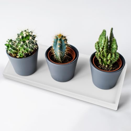 Havawish YOF-HAVAWISH-225 2 Pack 13 Inch Ceramic Plant Saucers thumb #5