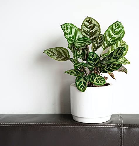 Peacock Plant, Calathea, Calathea makoyana, Live, Easy to Grow and Low Maintenance Houseplant in 4 inch Pot, Green Thumbs up for Plant Lover - Hopewind Plants Shop Peacock Plant, Calathea, Calathea makoyana, Live, Easy to Grow and Low Maintenance Houseplant in 4 inch Pot, Green Thumbs up for Plant Lover - Hopewind Plants Shop