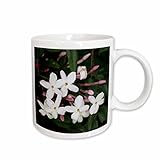 3dRose mug_46860_2 'Divinity and Hope - white, flower, stamen, petals, jasmine, fragrant, blossom Ceramic Mug, 15 oz, Multicolor