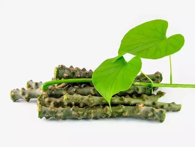 Jeevan Ghutti Natural Organic Giloy | (6-inch) Set of 90 pieces | Neem Tree Fresh Plant Stems Sticks Giloy Bel | Immunity Booster | Giloyi Stick Stem (B0DFMMBL8B) Amazon Price History, Amazon Price Tracker