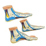 3PCS Anatomische Fußstrukturmodelle Lebensgroße PVC Fußanatomiemodelle Für Die Orthopädische Lehre Rehabilitationspraxis Professionelles Lehrmittel