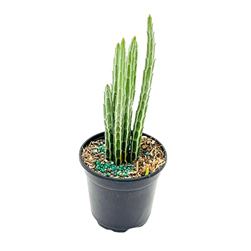 ragnaroc Live Succulents – Senecio Stapeliiformis in 4” Pot -