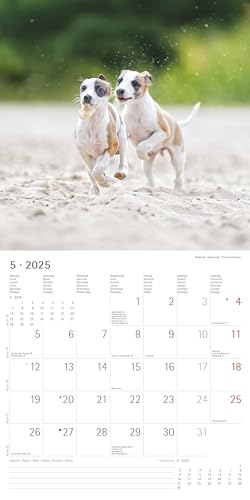 Alpha Edition - Welpen 2025 Broschürenkalender, 30x30cm, Wandkalender mit Platz für Notizen und Termine, schöne Motive von süßen Welpen, Monatsübersicht und Ferientermine DE/AT/CH