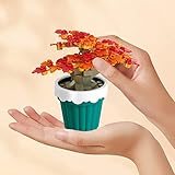 Zoom IMG-1 lotolo mini fiore succulente bonsai Zoom IMG-1 lotolo mini fiore succulente bonsai