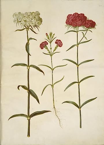 Poster Dianthus Barbatus par Hans Simon Holtzbecker toile SERENDIPITP 50x70 cm