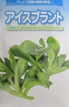 プチサラ 武蔵野種苗園のアイスプラント種です 野菜 Amazon