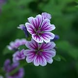 400 piezas Semillas de malva silvestre, Plantas en maceta resistentes, Malva Malva Sylvestris Macizos De Flores, Plantas En Macetas Reales Semillas de flores, semillas de plantas