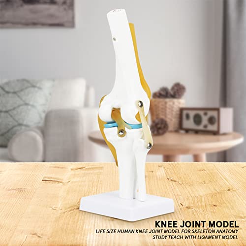 FAUOSWUK Knee Joint Simulation Model - Image 3