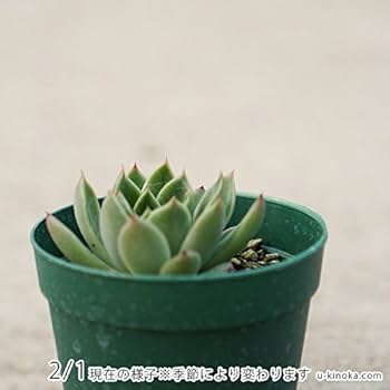 Amazon｜プリリンゼアナ 7.5cmポット 多肉植物 エケベリア