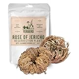 Yerbero - 2 Pack Big Rose Jericho Dried Flower 2.5''-3.5'' | Selaginella Lepidophylla | Resurrection Plant | Jumbo Size Dried Rose | Abundance, Prosperity, Sacred Rose, Doradilla Plant.