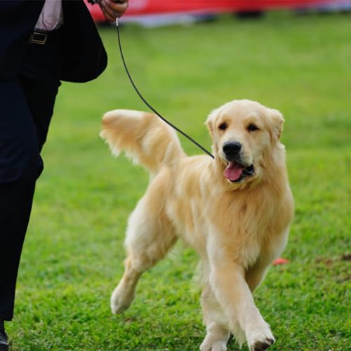 2 Pack Chew Proof Dog Leash Extension, 26 Inch Support Adds to Every Leash & Collar, Non-Tangle Dog Lead Extender Connects for Large, Medium, Small Dogs for Walking, Running, Training - Thumbnail 5