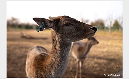 Lente manual TTArtisan APO M35mm F2 para Hasselblad X1D - Fernando Cortés Lente manual TTArtisan APO M35mm F2 para Hasselblad X1D - Fernando Cortés