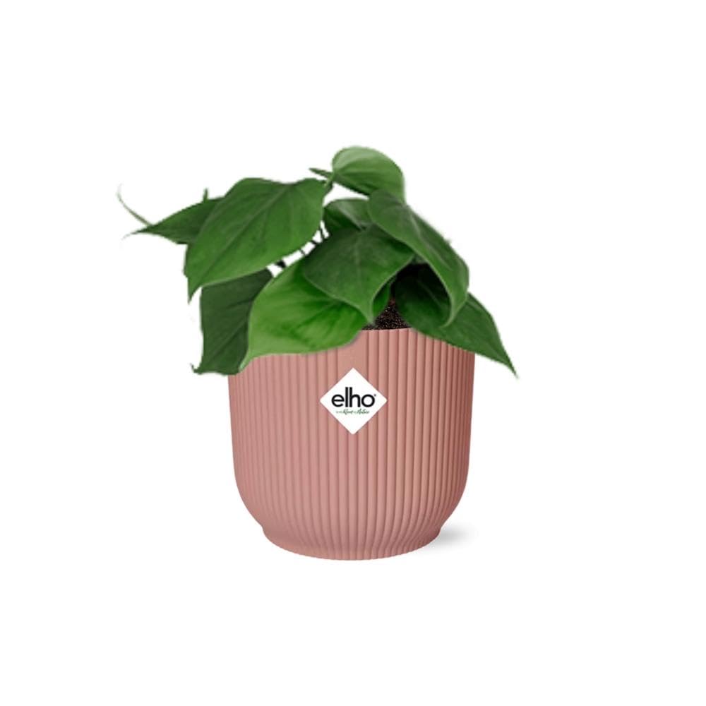 Pokojowe Rośliny Philodendron Scandens Dekoracyjne Doniczki, Różowy, 14 cm