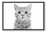 Poster avec motif chat Scottish Straight - 80 x 60 cm - Impression sur toile encadrée