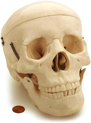 Skull Model