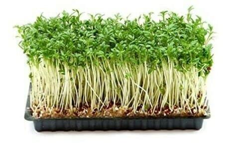 Cress Plain/Common/Curled Microgreens Seeds (7000e Seeds) Plain/Common Cress