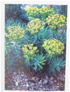 Amazon Co Jp 宿根草まとめ買い ユーフォルビア リギダ 10 5センチポット 苗セット ホーム キッチン