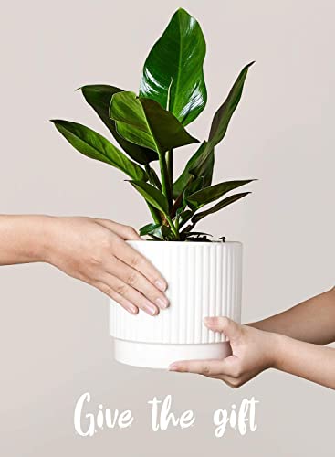 Image of LE TAUCI Ceramic Pots for Plants, 8+6.7+5.5 Inch Plant Pots Indoor, Flower Pot with Drainage Holes, Medium Cylinder Planters for Indoor House Plants, Set of 3, White