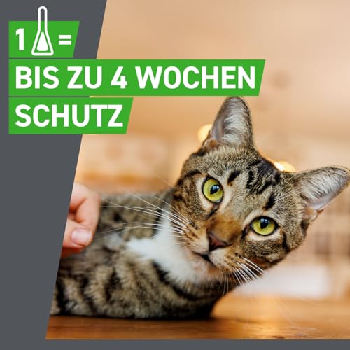 FRONTLINE Combo Katze gegen Zecken, Flöhe & Haarlinge - für alle Größen