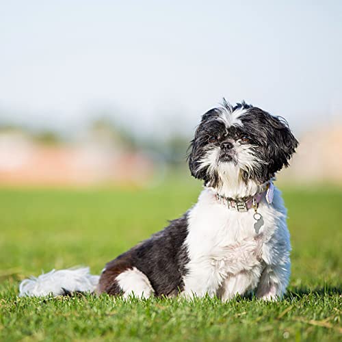 Dorui Dog Tag Clips 2 Pack Easy Change For Pet Id Tag Quick Clips Small Medium Large Dogs And Cats Collars|Gold| #TOP6