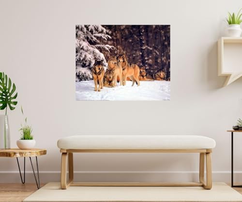 Impact Posters Gallery Timber Wolves In Snow Tom Brakefield Wildlife Animal Nature Art Print Poster (16x20) by Impact Posters Gallery - Used condition - Image 3