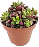 BEGRENZTE STÜCKZAHL - Die Pflanze ist nur begrenzt lieferbar. Sichern Sie sich Ihr Exemplar JETZT!