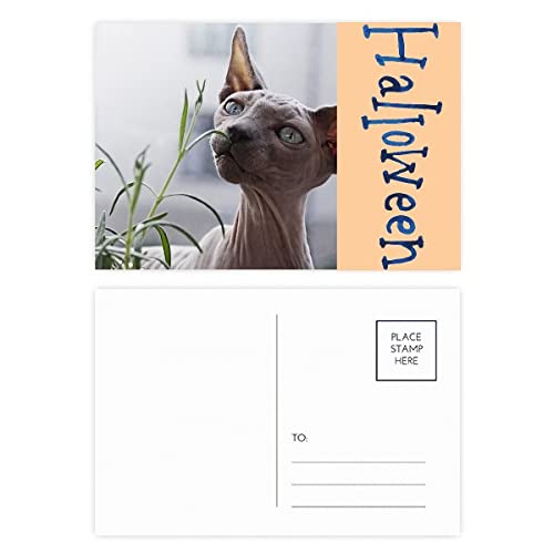 Cartes postales d'Halloween chat gris correspondance automne et papeterie festive lot 20