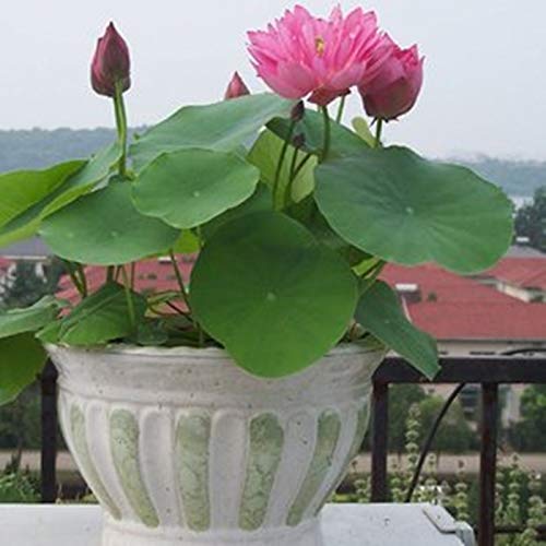 Creative Farmer Flower Seeds : Light Pink Bowl Lotus Seeds Garden 15 Seeds- Plants Seeds For Office Garden [Home Garden Seeds Eco Pack] Plant Seeds (B08MRH1L4Q) Amazon Price History, Amazon Price Tracker