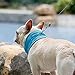 ouquckl Dog Backpack, Dog Collar Bandana for Hot Relief for Hot Flashes Pets Adjustable Dogs Chill Down Ice Cool Collar