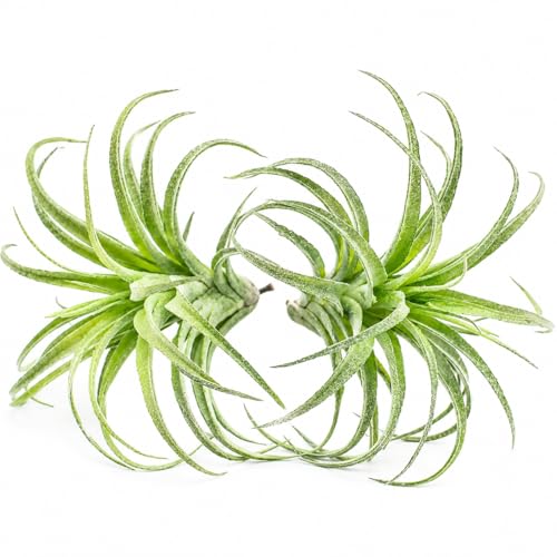 2 Pack Artificial Air Plants Realistic Looking Faux Tillandsia Succulents Plants for Home Decor Indoor Outdoor Garden Terrarium Office Desk Wedding Displays (Green)