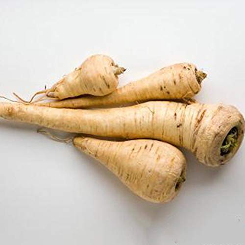 Bravet Vegetable Seeds - 100Pcs Parsnip Seeds Organic Non-GMO Heirloom Parsnip Vegetable Seeds for Home Garden Balcony - Thumbnail 4