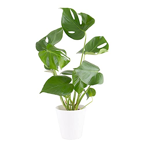 Monstera Deliciosa, Fensterblatt, echte Zimmerpflanze, Topfgröße 14 cm, Höhe circa 50 cm, pflegeleicht und luftreinigend, Zimmerpflanzen für die Wohnung oder das Büro, Pflanzenversand