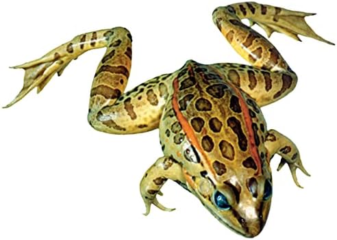 Anatomy Lab Grass Frog Specimen for Dissection, for Biology Classrooms, 3-4 inches Plain Injection, Vacuum Pack of 10