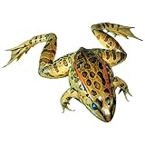Anatomy Lab Grass Frog Specimen