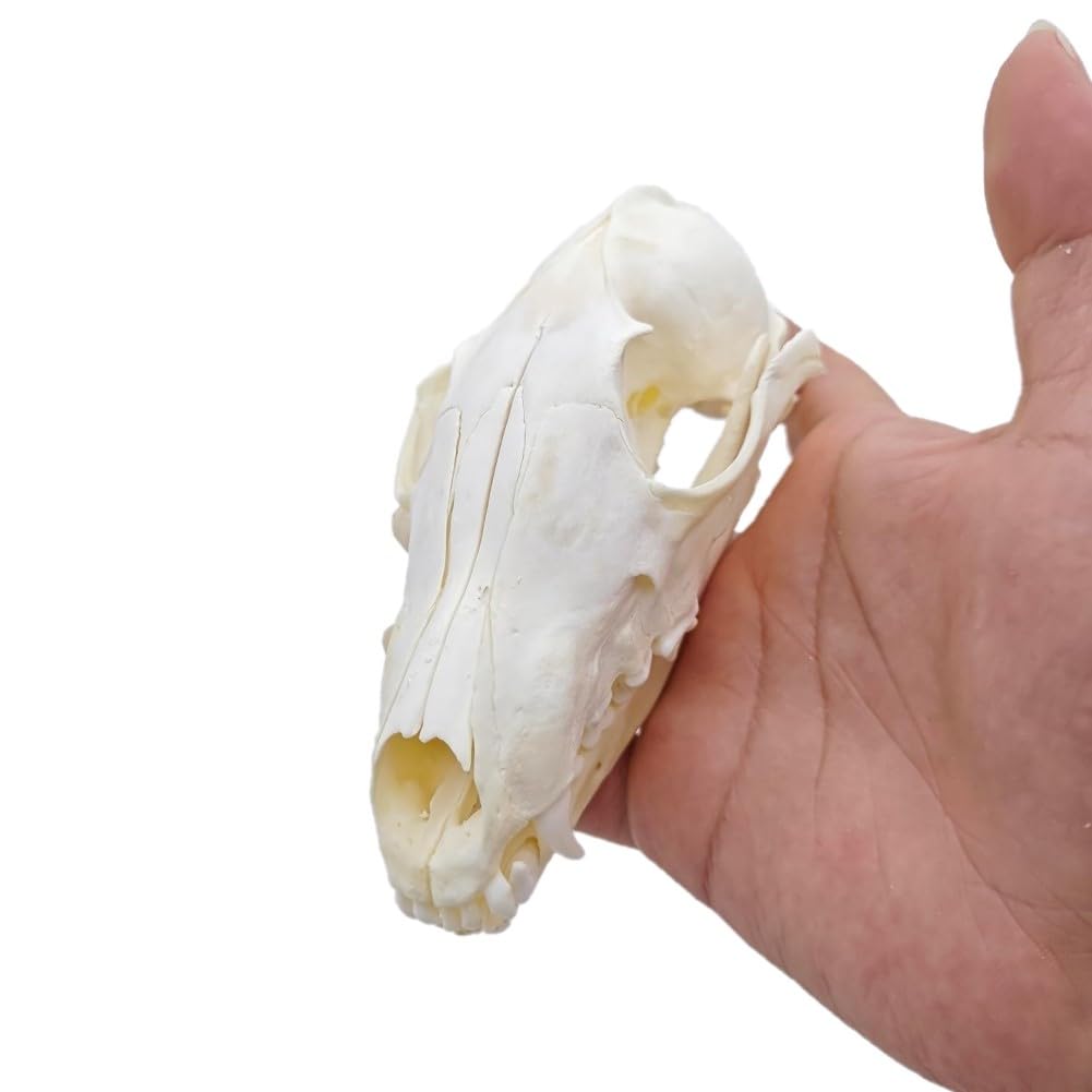 DRXRD Taxidermie Tierknochen, Echtes Tierschädel-Exemplar, Natürliche Schädel-Skelett-Dekor, zum Verständnis der Tierschädelstruktur und Sammlungen Fox Skull