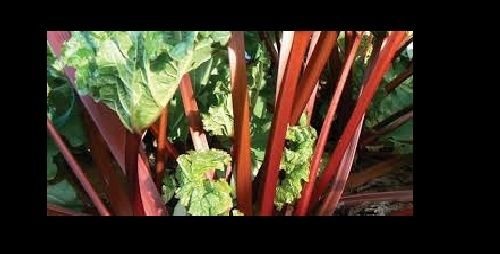 Rhubarb Victoria 25 - 8000 Seeds Heirloom Tastes Great Fresh or Pie Jam Bulk (25)