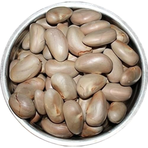 Spicado Traders Organic Fresh Jackfruit Seeds for Eating and Planting, Product of Kerala, 250 g (Kathal Ke Beej) High-Nutrition, Rich in Protein, Fibre & Minerals | Artocarpus heterophyllus