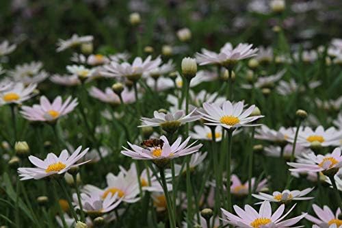 Shasta Daisy Becky + Leucanthemum perennial mix (5x 3.5 in pots)
