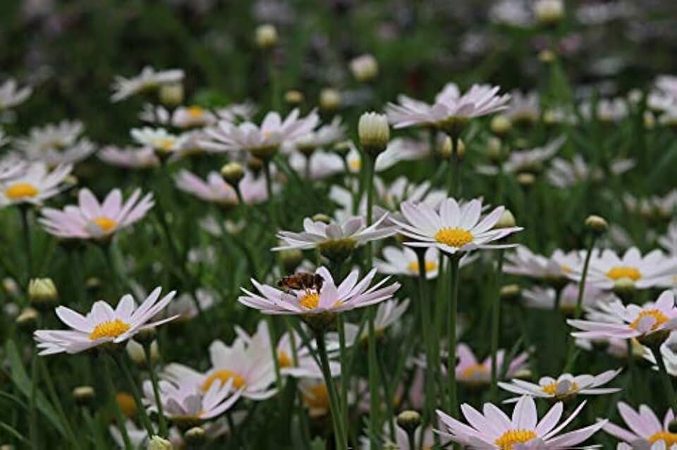 Greenwood Nursery: Live Perennial Plants - Shasta Daisy Becky + Leucanthemum Superbum - [Qty: 2X 3.5 Pots] - (Click for Other Available Plants/Quantities)