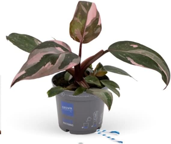 Philodendron Erubescens Pink Princess in 9 cm Pot Approx 20 cm Tall