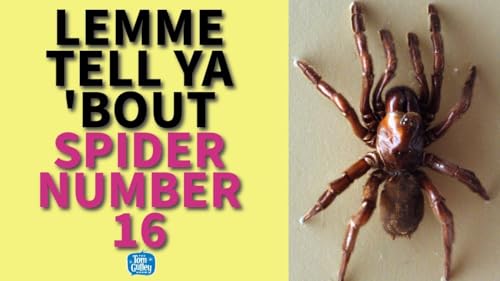 Lemme Tell Ya &rsquo;Bout Spider Number 16 - The Longest-Living Spider Ever Recorded