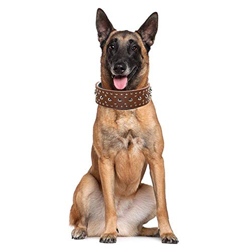 haoyueer Hundehalsband aus Leder mit Nieten, für mittelgroße und große Hunde, für Pitbull Doberman, Größe M, L, goldbraun