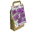 Allium | Puple