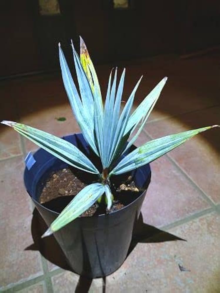 Amazon.co.jp: ブラヘア アルマータ◇Brahea armata