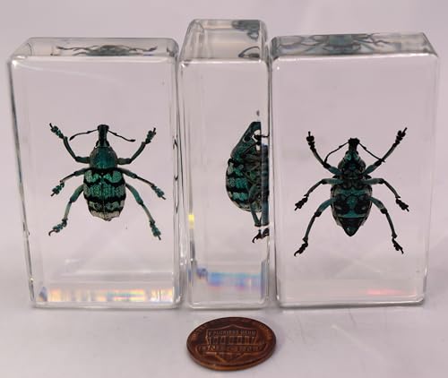 Image of 2.3 inch Real Eupholus Chevrolati Teal Weevil Beetle in Crystal Clear Lucite Resin Specimen Preserved Insect Bugs Taxidermy Collection for Biology Science Education & Desk Ornament Display Supplies